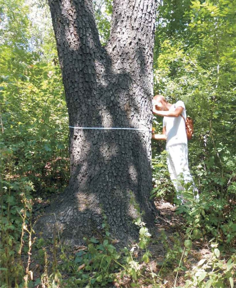  Один из самых старых дубов в Путиловском лесу (приблизительный возраст 200 лет).  Роман Кишкань