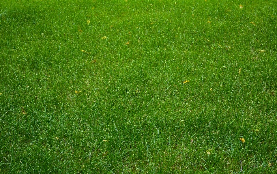 Зеленая лужайка перед домом